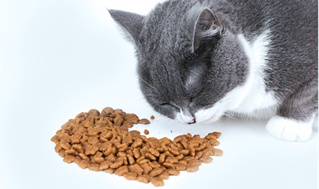 Характеристики корма для кошек.